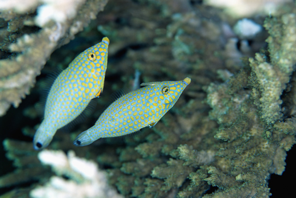 海洋生物图片