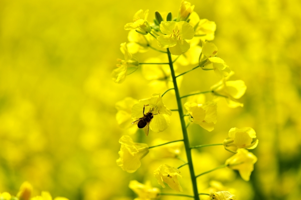 油菜花