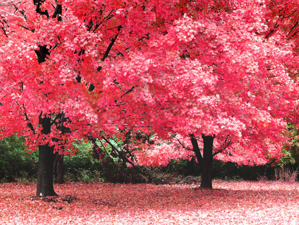 红色樱花树风景图片