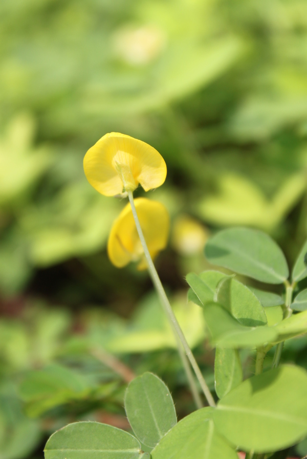 绿化花图片