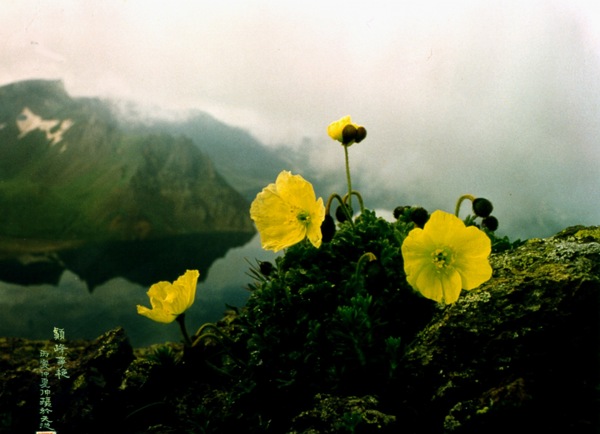 山顶上的小黄花