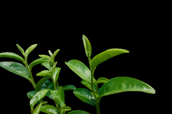 茶叶树绿色植物枝头夏季装饰素材