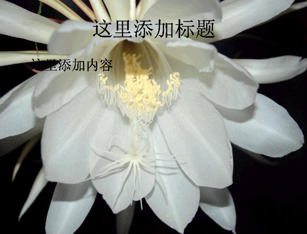 月下美人昙花高清电脑PPT10