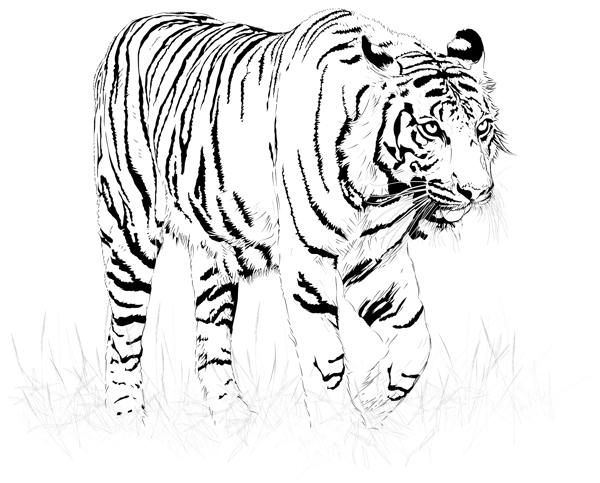 黑色和白色的老虎矢量素材