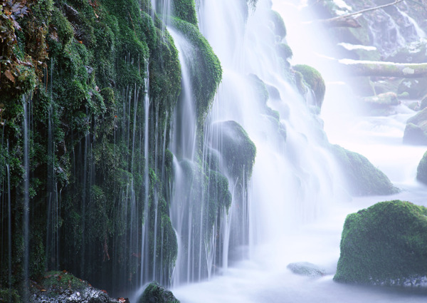 树植物水风景