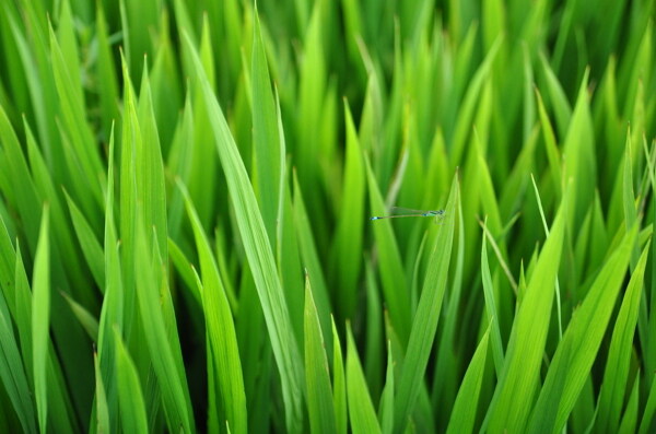 绿色稻田上的蜻蜓高清图片