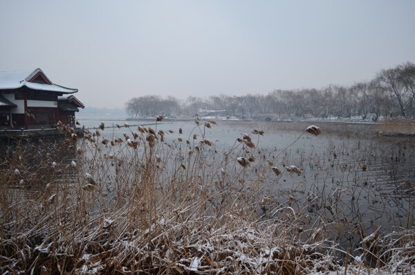 大明湖雪景残荷图片