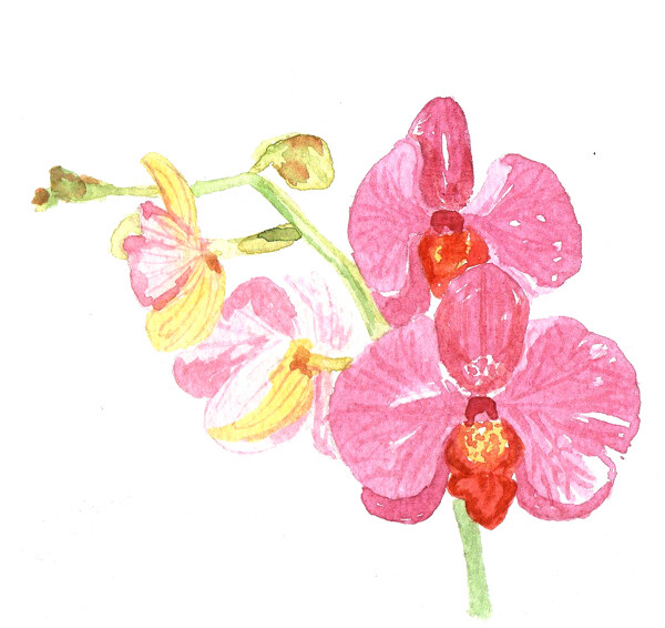 位图植物写意花卉花朵兰花免费素材