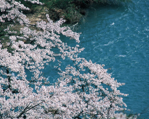 春暖花开花朵花瓣花草花卉