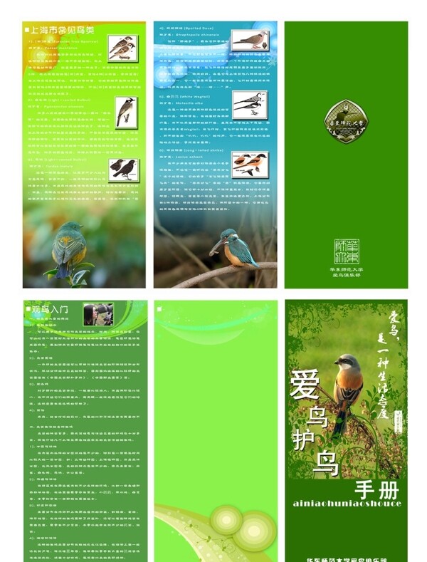 爱鸟宣传手册图片