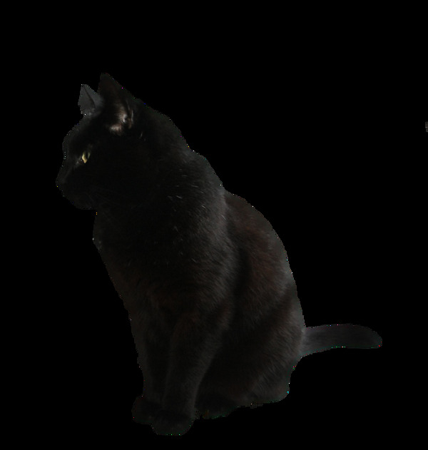 蹲坐的小黑猫免抠png透明素材