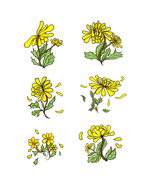 黄色的可爱小菊花