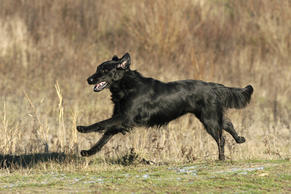 正在奔跑的黑狗