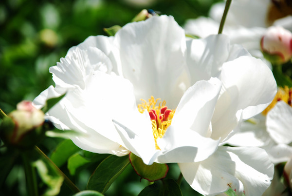 校园白芍药花图片