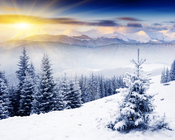 阳光下的树林雪地风光图片