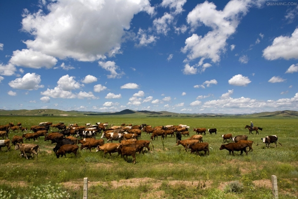 草原上的一群羊