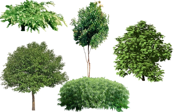 园林绿化植物树木图片png景观素材