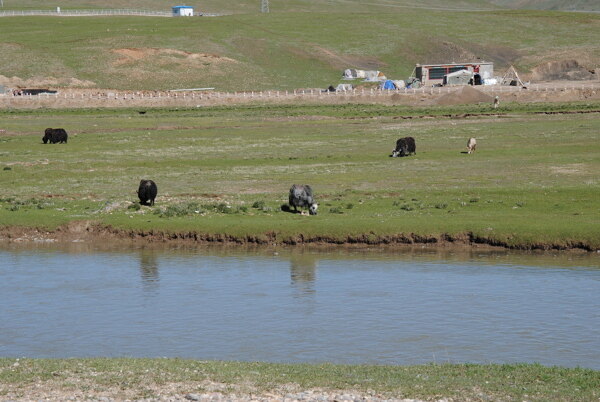 河边的牦牛