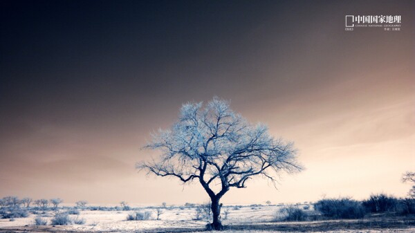 雪地里的树