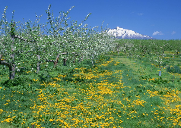 田园风光