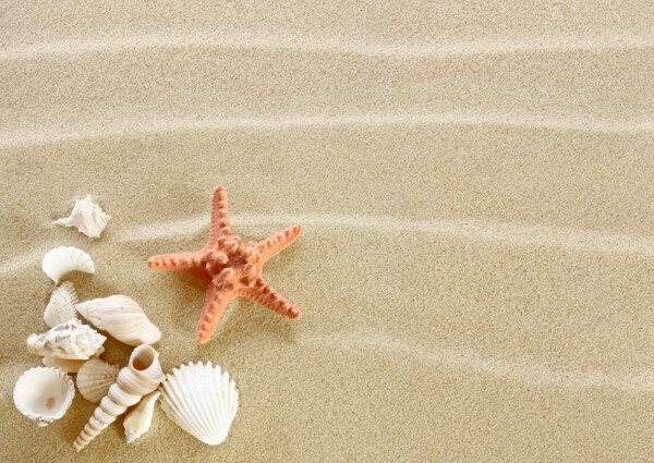 沙滩海星贝壳图片
