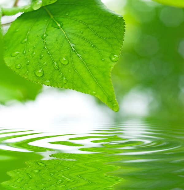 绿叶上的水滴
