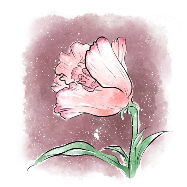 水彩植物花卉花朵康乃馨粉色水墨彩淡雅花瓣