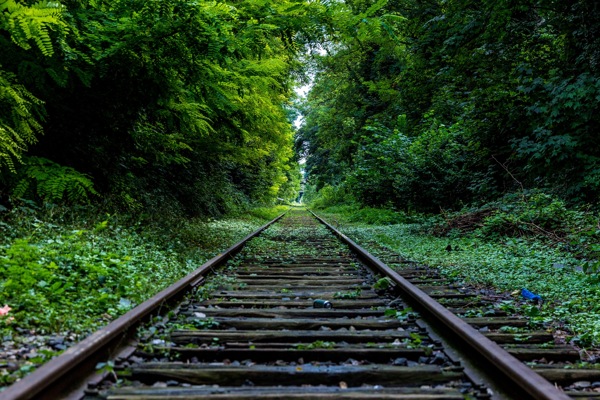 一条树林里的铁路图片