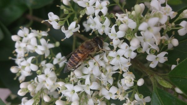 春天蜜蜂采蜜图片