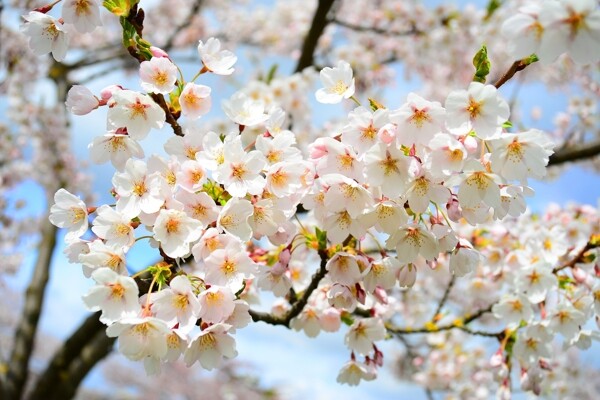 漂亮的梨花摄影图片