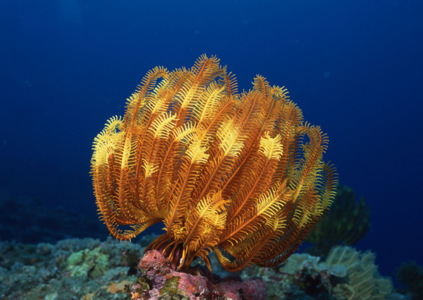 海洋生物