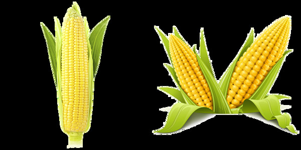 玉米高清大图免抠png透明图层素材