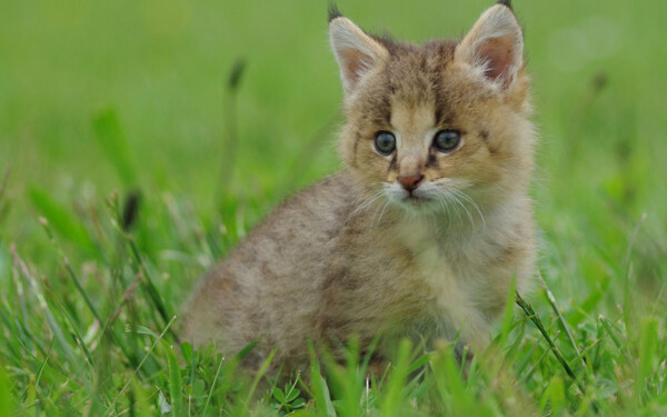 草地上可爱小猫