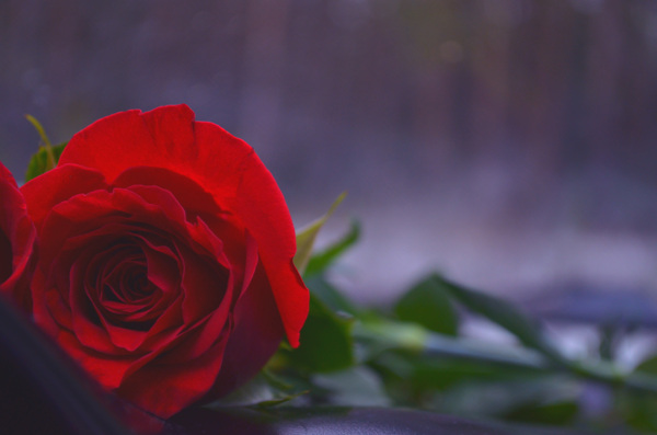 红色玫瑰花摄影图片
