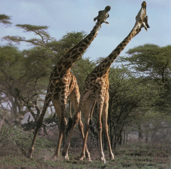 稀有动物动物长颈鹿