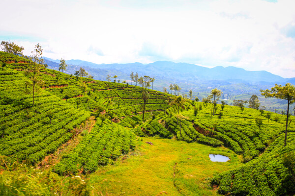 锡兰红茶的茶园