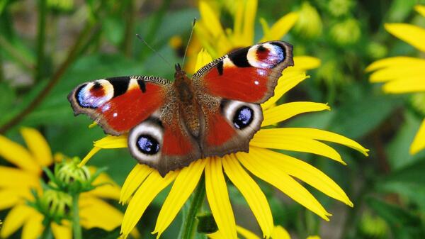 美丽的花蝴蝶图片