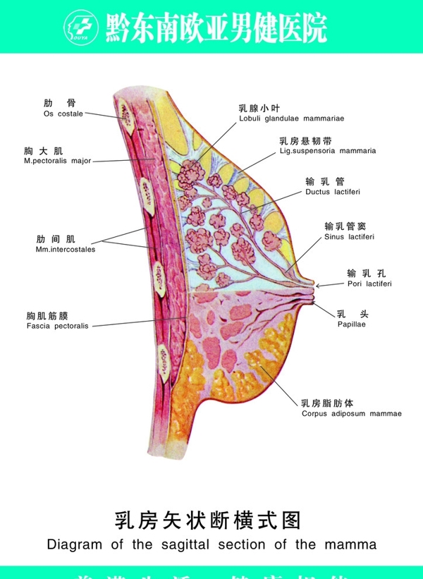 乳房矢状断横式图图片