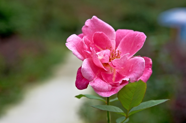 月季花图片