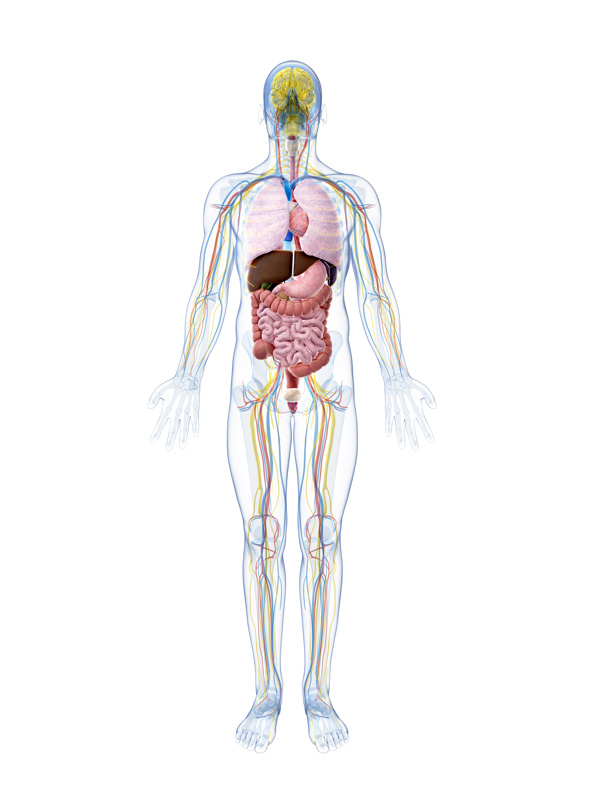 人体血管内脏器官图片