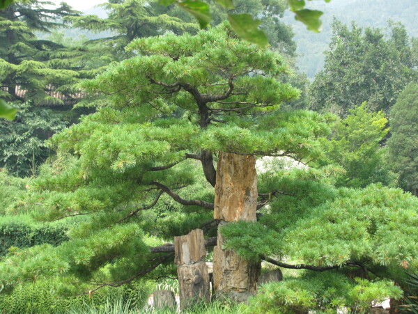 植物园风景