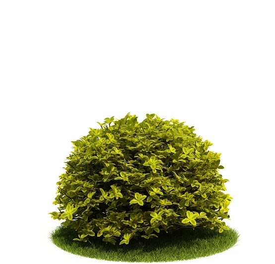 3D精美绿色灌木模型图片