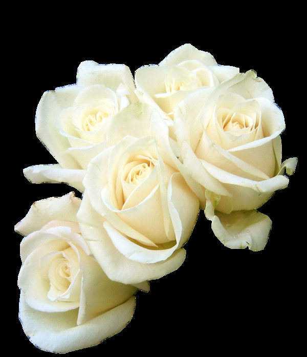 白色白玫瑰png元素