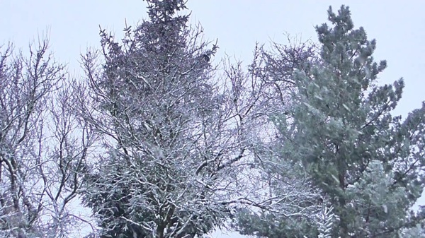 下雪自然风景树木视频素材