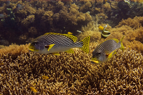 海洋鱼类图片