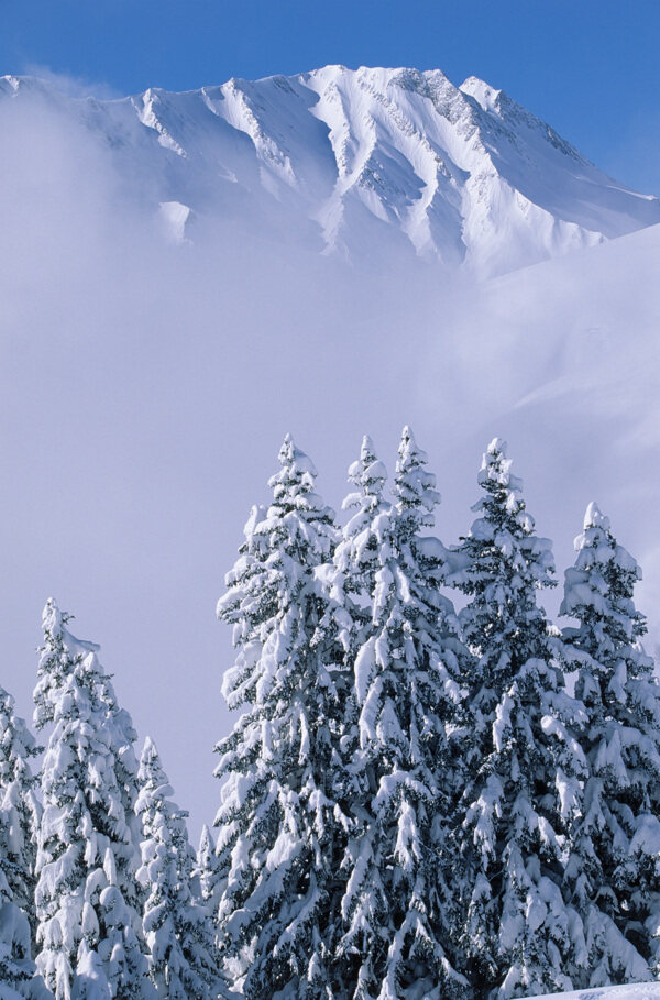 挺立的雪松景色图片
