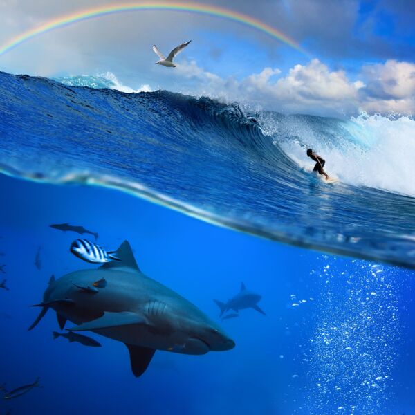 彩虹浪花与鲨鱼图片