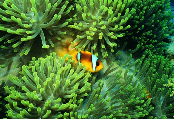 唯美海底珊瑚图片