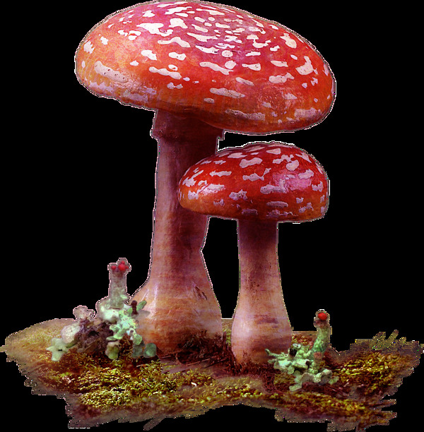 两个深山野蘑菇透明素材