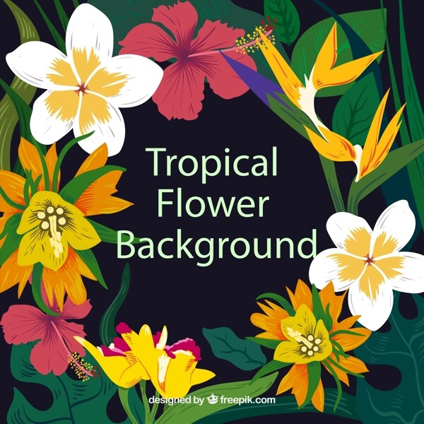彩绘热带花卉边框图片